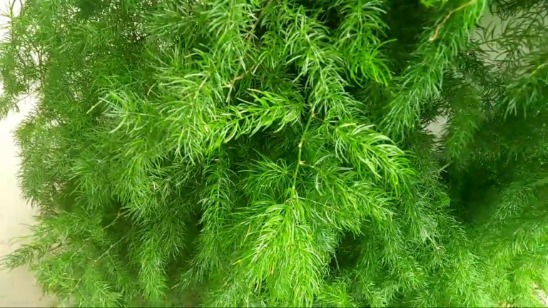 शतावरी कल्प