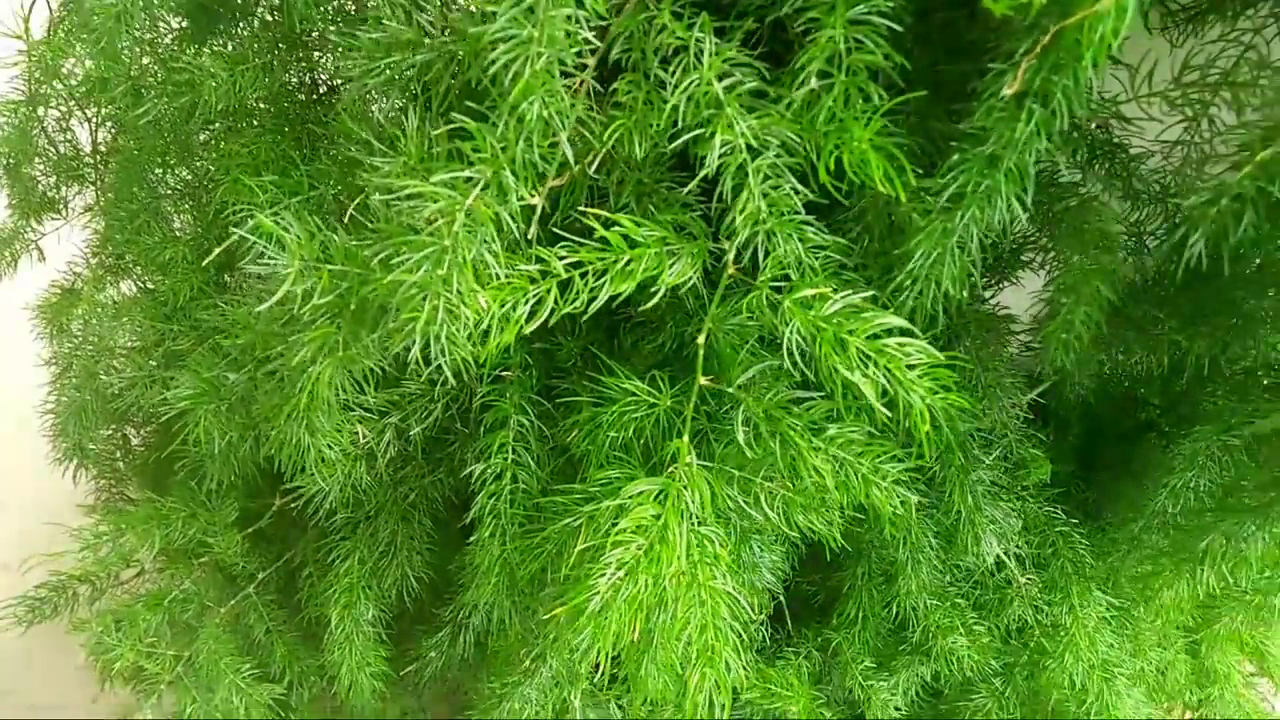 शतावरी कल्प