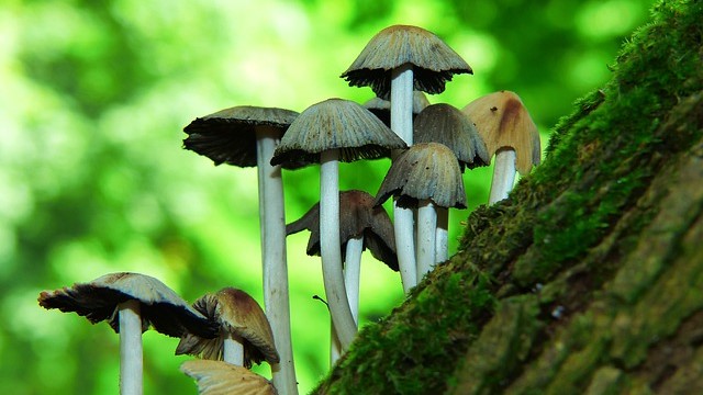 mushrooms-4292968_640