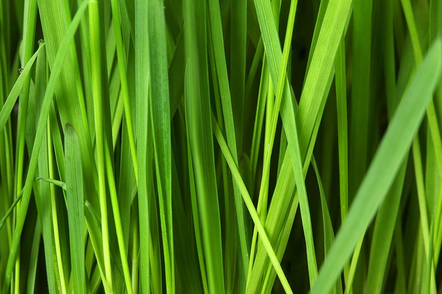 grass-16044_640