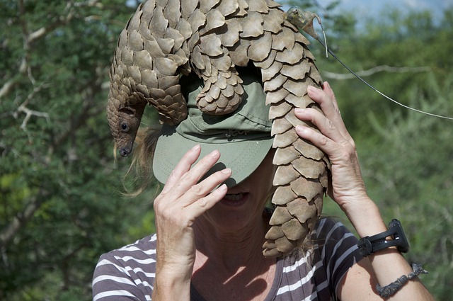 pangolin-4926259_640
