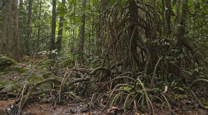 Myristica-swamps-2-678x375