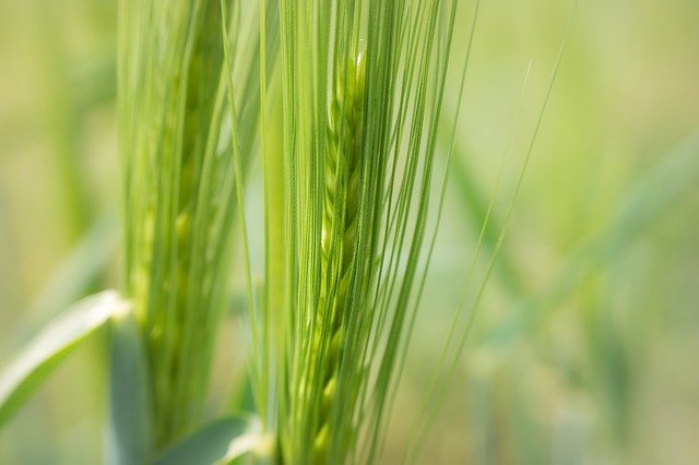 barley-4217373_640
