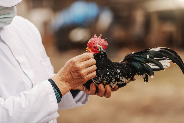 close-up-veterinarian-white-coat-mask-face-holding-rooster-rural-exterior_232070-1123