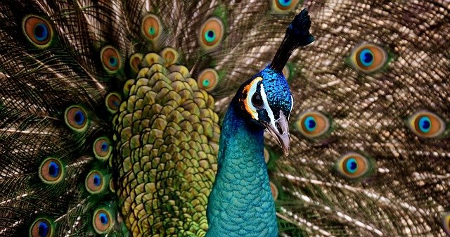peacock-3080897_640