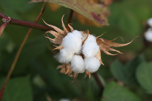 cotton-1721144_640