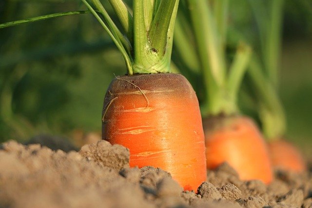 carrot-1565597_640 (1)
