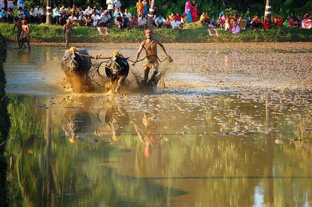 kambala-race-g7d5d6e5f9_640