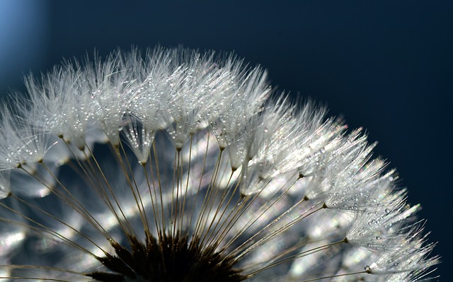dandelion-g7228018bf_640