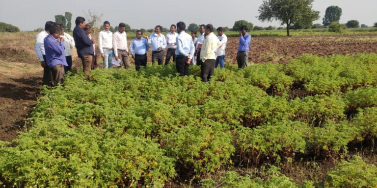 जिरेनियम-1-1140x570