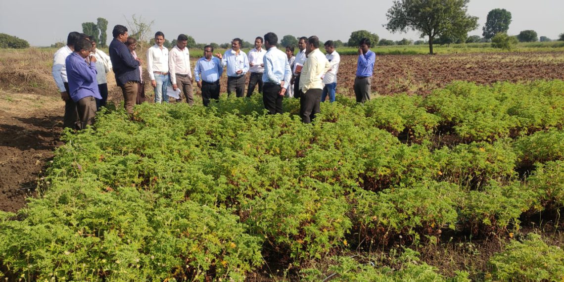 जिरेनियम-1-1140x570