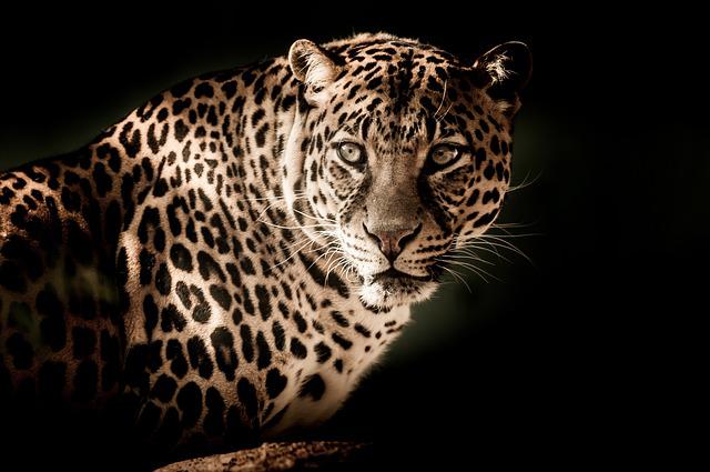 leopard-gb4f47ec80_640