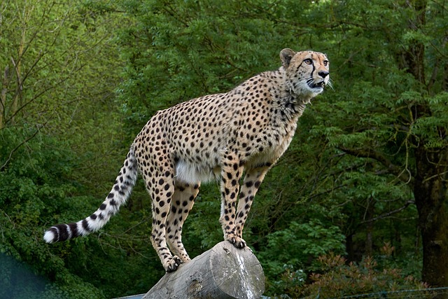cheetah-gff5f80278_640