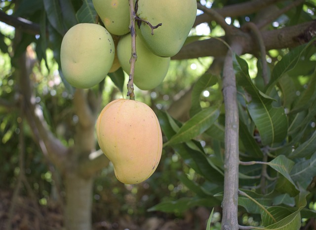 mango-g391444f9c_640
