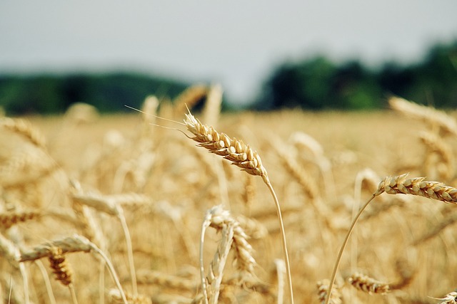 wheat-gd7faad68d_640