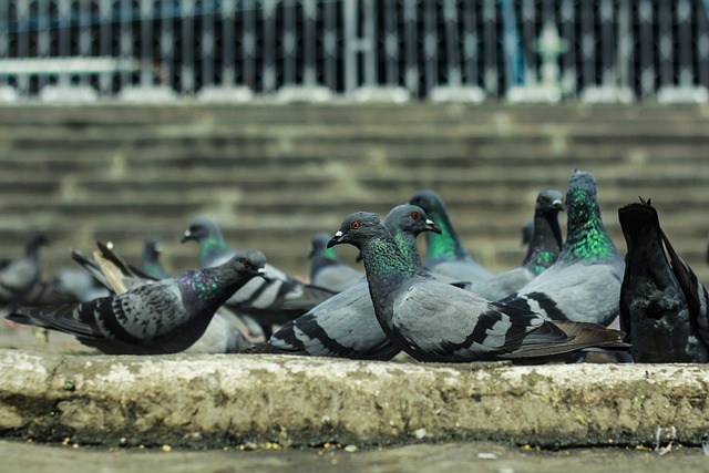 Pigeons Kabutarkhana