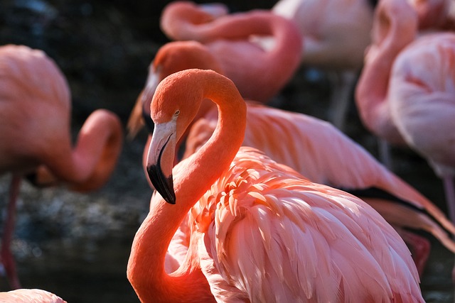 flamingo-g91f0da39e_640