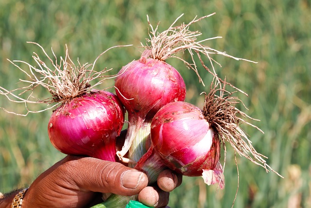 onion-g65be448a3_640