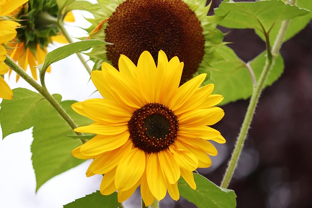 sunflowers-g9d66fb1ff_640