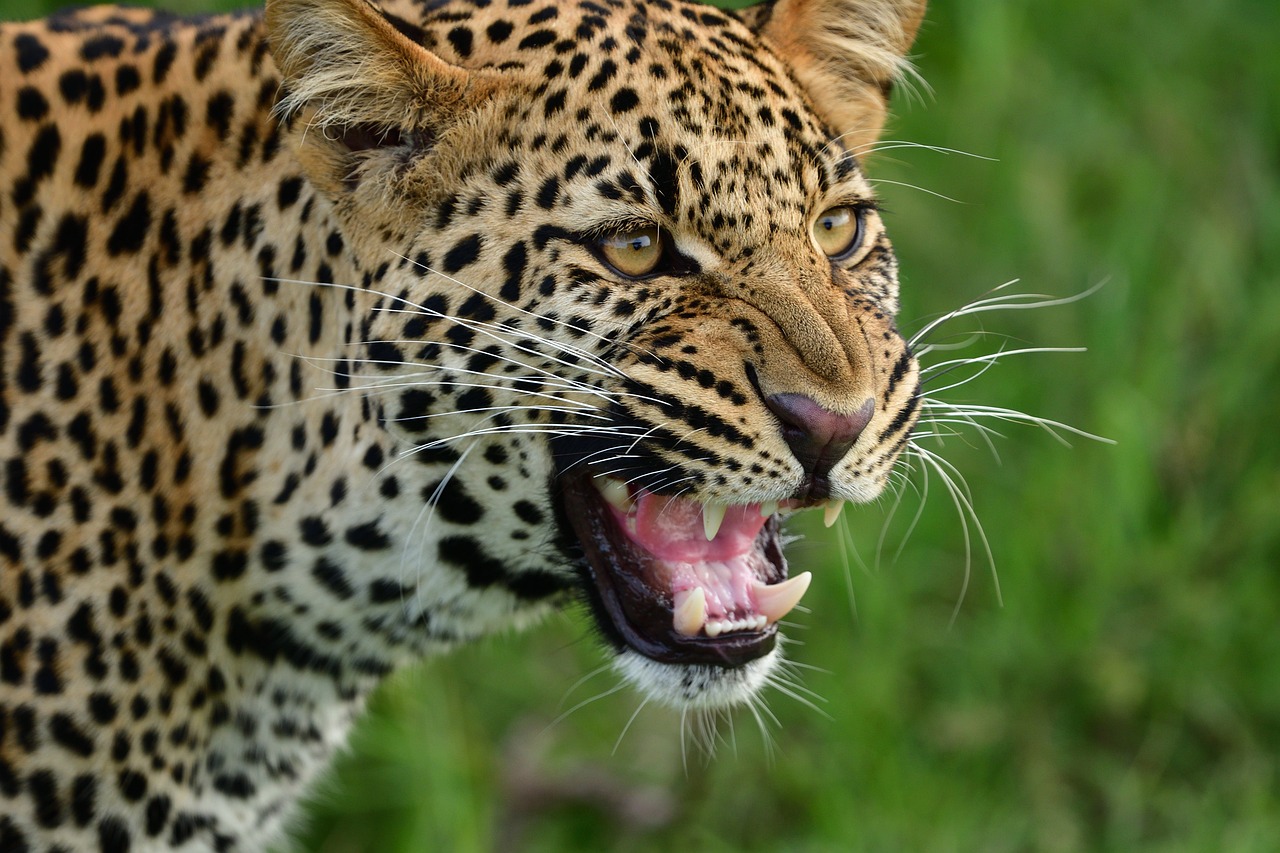 leopard-g4424aa44d_1280