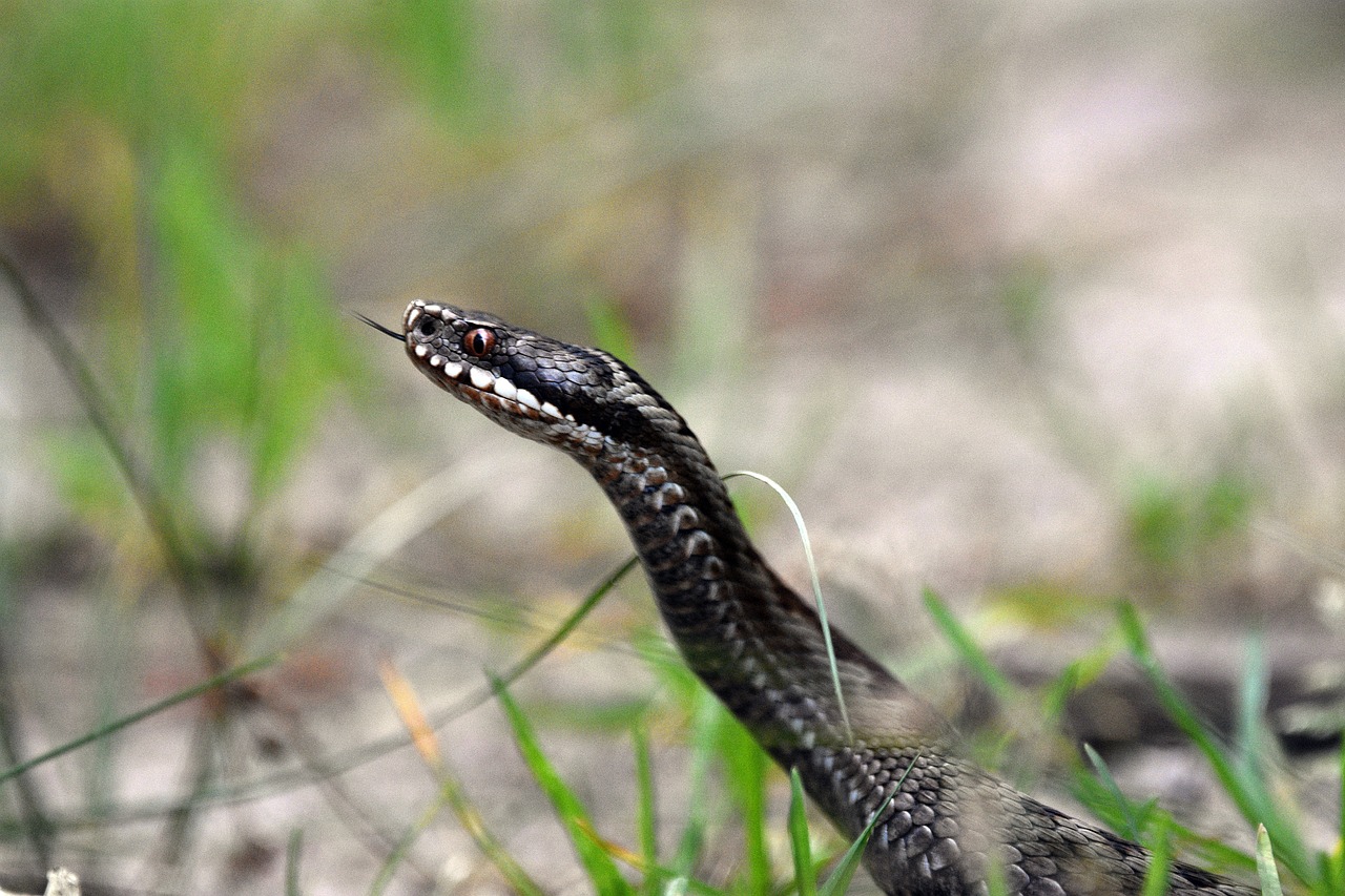 snake-g3c58a5602_1280