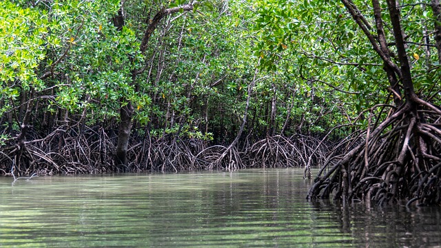 mangroves-gcc1e966d3_640
