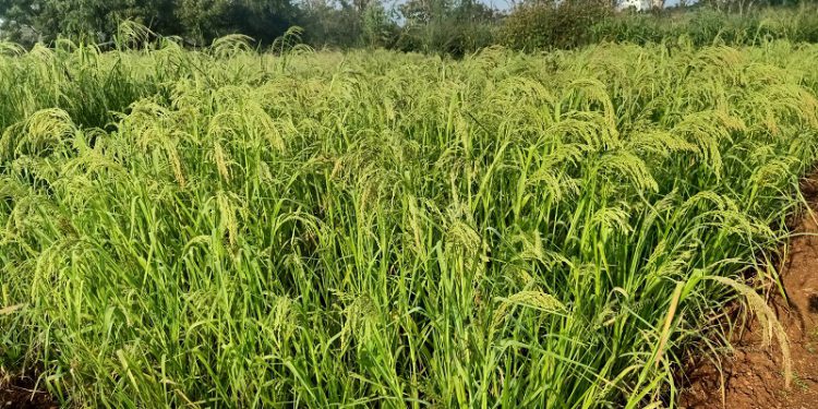 Little-millet-field-1-750x375