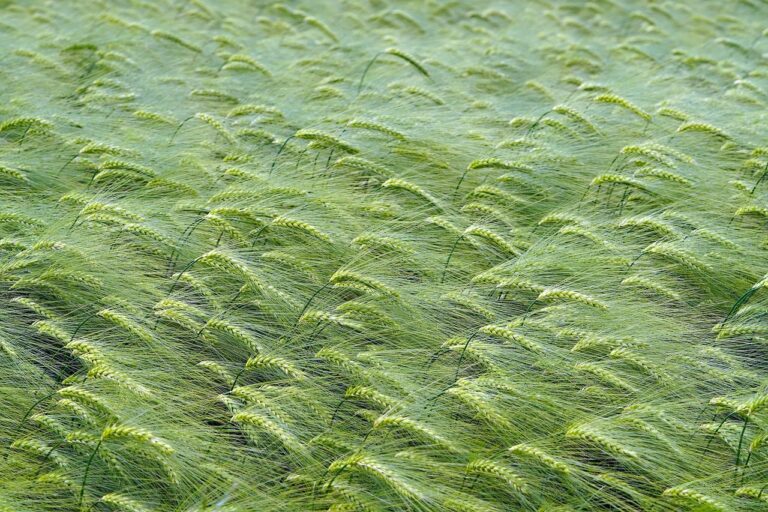 grain-field-7225738_1280