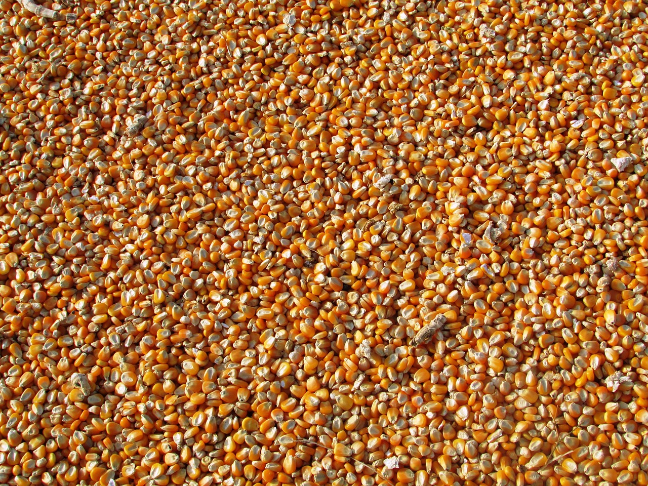 Corn Grain
