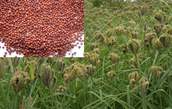 Finger-Millet-Ragi-Cultivation-Information.