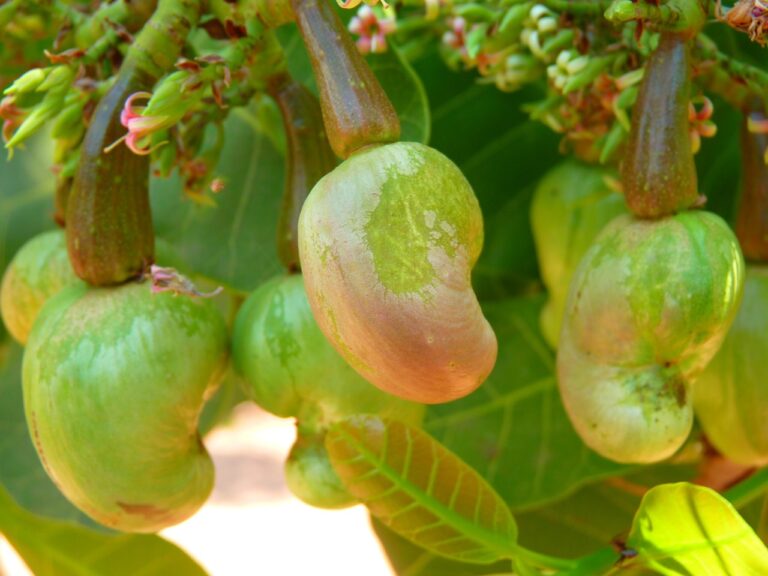 Cashew Tree