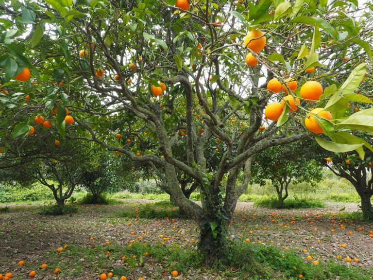 Orange tree farm