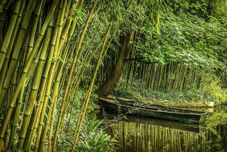bamboo forest