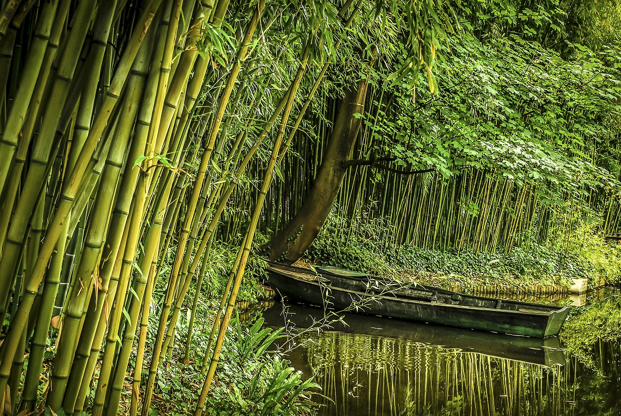 bamboo forest