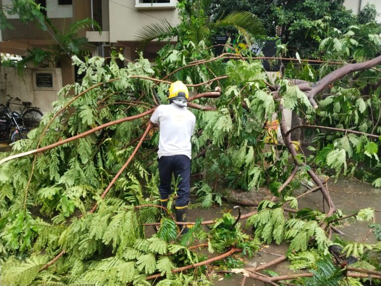 Tree Fallen Due to Rain and Storm