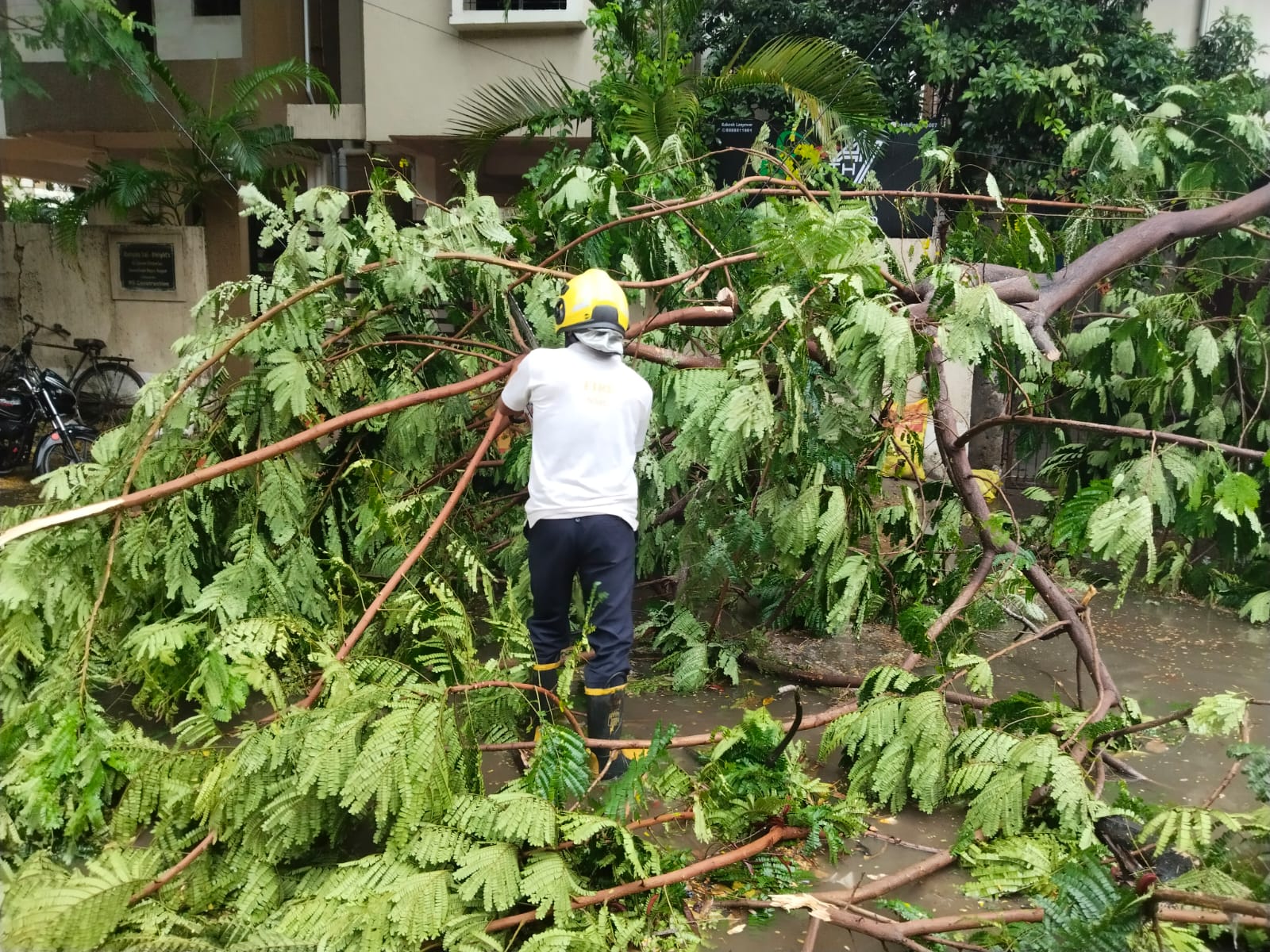 Tree Fallen Due to Rain and Storm