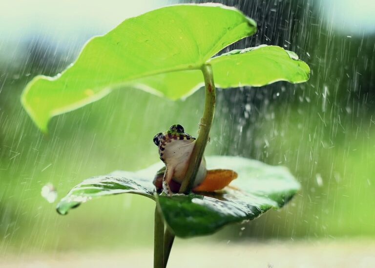 frog in Raining