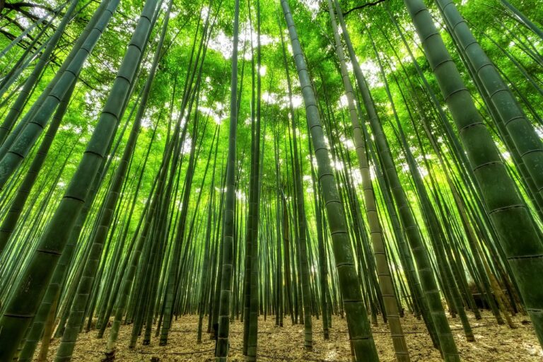 bamboo-1283976_1280