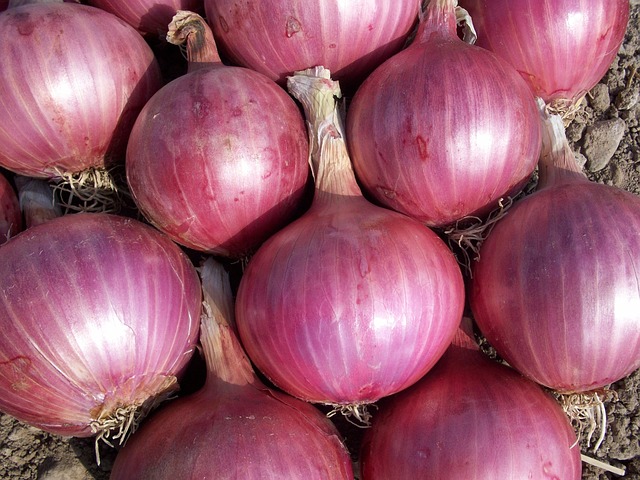 onion good image