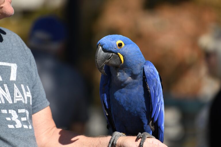 macaw-7556218_1280