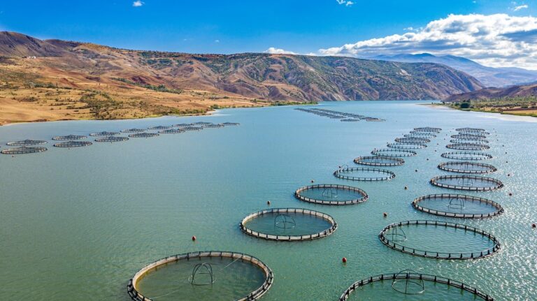 Fish Farming