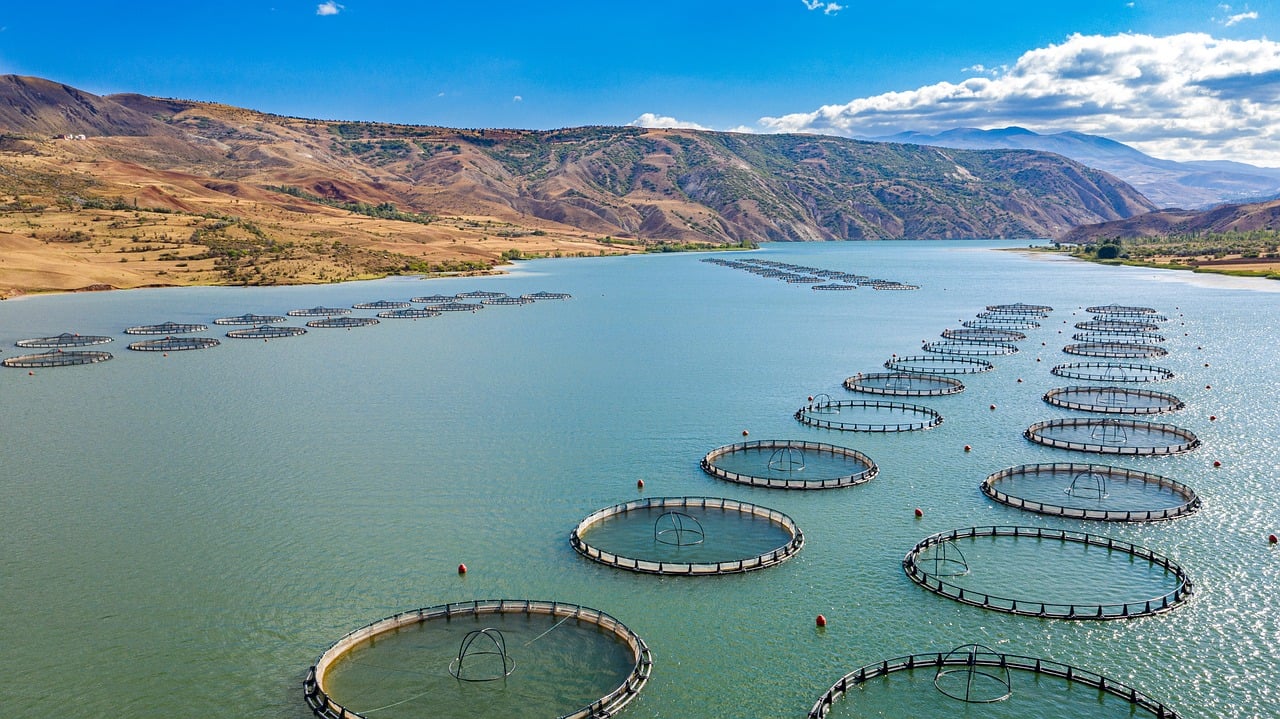 Fish Farming