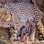 Cheetah Births