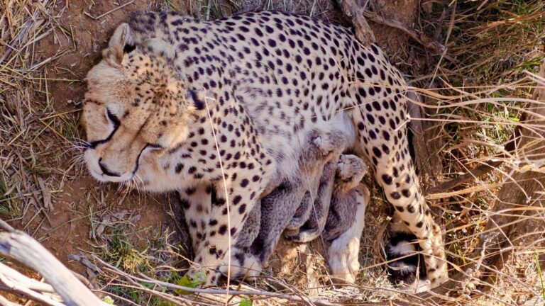Cheetah Births
