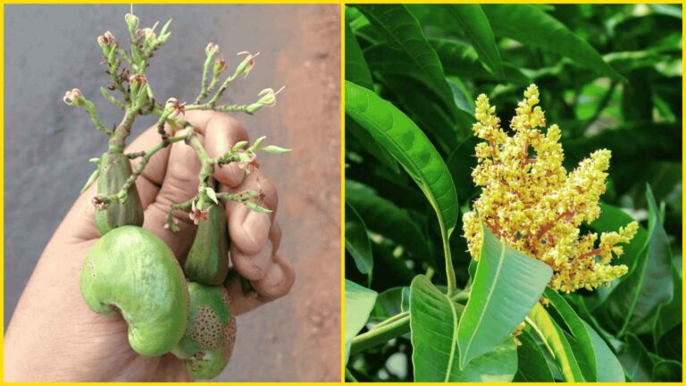 WhatsApp Image 2026-03-06 at 7.05.55 PM