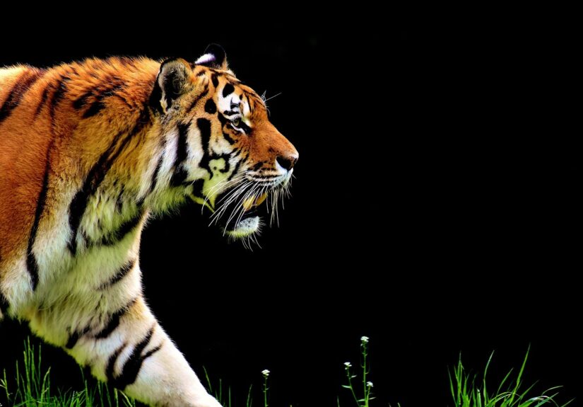 tiger-ge7716f204_1280