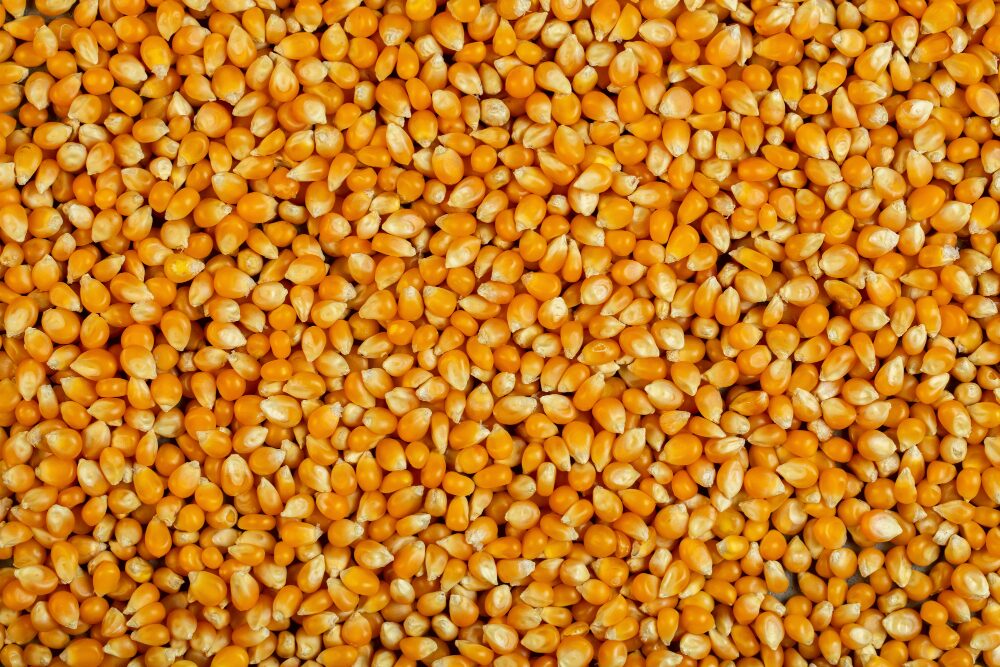 Corn seeds