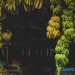 Banana Selling compressed