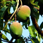 mango-g3f19a9302_1280