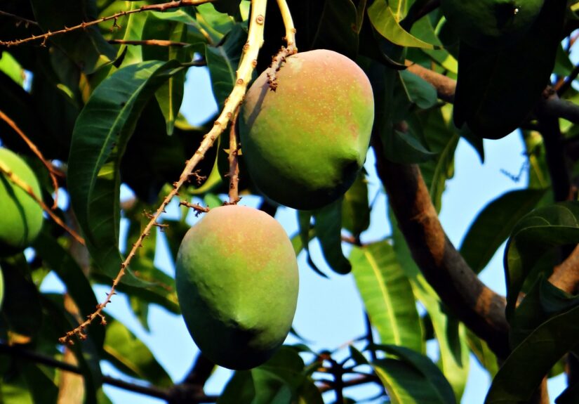 mango-g3f19a9302_1280